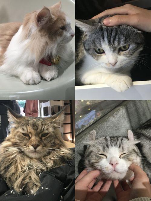 娱乐吃瓜酱猫咖,猫咪与娱乐的完美融合  第1张