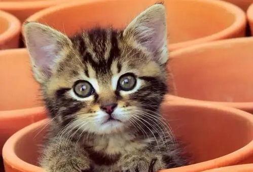 娱乐吃瓜酱猫咖,猫咪与娱乐的完美融合  第2张