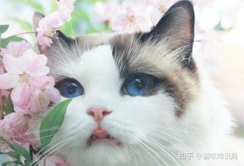 娱乐吃瓜酱猫咖,猫咪与娱乐的完美融合  第3张
