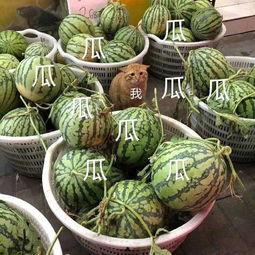 娱乐吃瓜图片高清壁纸,捕捉娱乐圈热点瞬间壁纸 第2张 娱乐吃瓜图片高清壁纸,捕捉娱乐圈热点瞬间壁纸 第2张