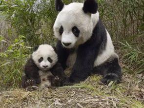 娱乐吃瓜酱熊猫生气,娱乐吃瓜酱揭秘背后真相 第2张 娱乐吃瓜酱熊猫生气,娱乐吃瓜酱揭秘背后真相 第2张