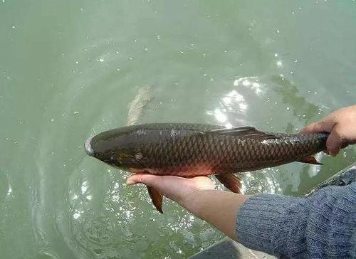 娱乐吃瓜酱放生鱼,一场爱心与自然的和谐交响 第2张 娱乐吃瓜酱放生鱼,一场爱心与自然的和谐交响 第2张