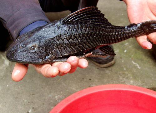 娱乐吃瓜酱放生鱼,一场爱心与自然的和谐交响 第3张 娱乐吃瓜酱放生鱼,一场爱心与自然的和谐交响 第3张