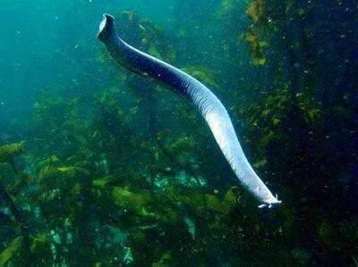 娱乐吃瓜酱鲨鱼视频,揭秘鲨鱼视频背后的秘密与趣味 第3张 娱乐吃瓜酱鲨鱼视频,揭秘鲨鱼视频背后的秘密与趣味 第3张