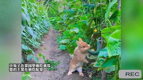 娱乐吃瓜小兔子,趣味吃瓜背后的温馨故事 第3张 娱乐吃瓜小兔子,趣味吃瓜背后的温馨故事 第3张