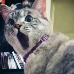娱乐吃瓜君猫爷,从模特界神级教父到网络红人，他的猫步引领潮流