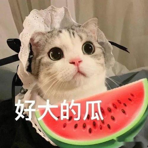 娱乐吃瓜君七七猫咪