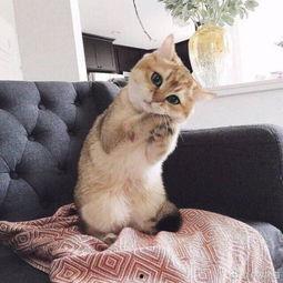 娱乐吃瓜酱猫咪头套,揭秘“吃瓜酱”猫咪的趣味生活 第3张 娱乐吃瓜酱猫咪头套,揭秘“吃瓜酱”猫咪的趣味生活 第3张