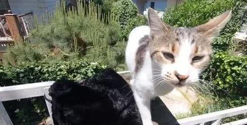 吃瓜娱乐酱流浪猫,吃瓜娱乐酱的温馨守护之旅 第2张 吃瓜娱乐酱流浪猫,吃瓜娱乐酱的温馨守护之旅 第2张