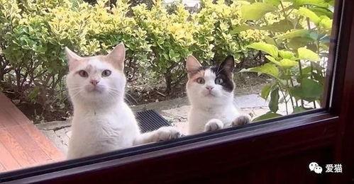 吃瓜娱乐酱流浪猫,吃瓜娱乐酱的温馨守护之旅 第3张 吃瓜娱乐酱流浪猫,吃瓜娱乐酱的温馨守护之旅 第3张