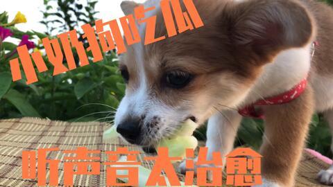 娱乐吃瓜菌狗狗视频,萌宠视频里的欢乐时光 第3张 娱乐吃瓜菌狗狗视频,萌宠视频里的欢乐时光 第3张