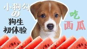 娱乐吃瓜酱小狗吉祥,小狗吉祥的欢乐日常 第2张 娱乐吃瓜酱小狗吉祥,小狗吉祥的欢乐日常 第2张