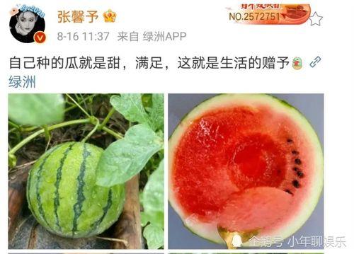 娱乐新鲜事吃瓜,揭秘明星幕后故事  第1张