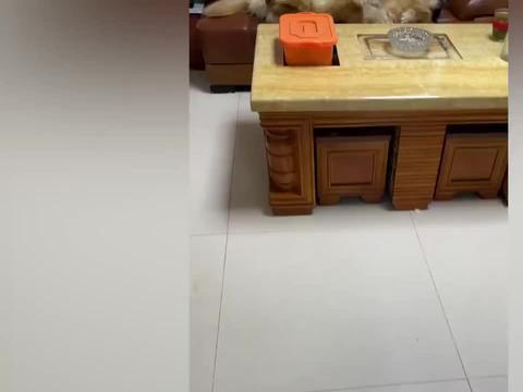 娱乐吃瓜酱夹子音,揭秘娱乐圈幕后趣闻  第2张