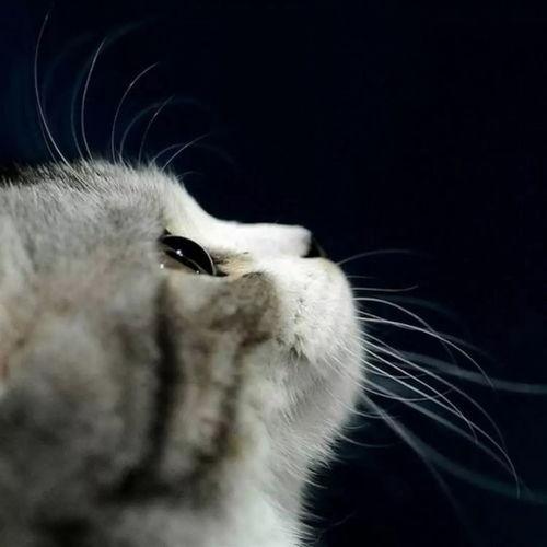 娱乐吃瓜酱找猫,猫咪界的“网红”诞生记  第2张