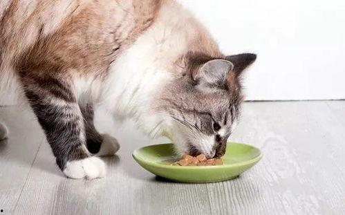 娱乐吃瓜酱找猫,猫咪界的“网红”诞生记  第3张