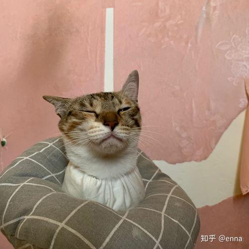 娱乐吃瓜酱三花猫,娱乐吃瓜酱的趣味生活揭秘 第2张 娱乐吃瓜酱三花猫,娱乐吃瓜酱的趣味生活揭秘 第2张