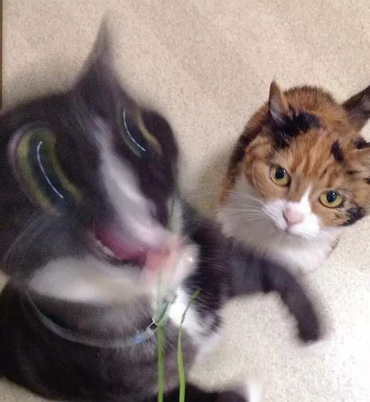 娱乐吃瓜酱三花猫,娱乐吃瓜酱的趣味生活揭秘 第3张 娱乐吃瓜酱三花猫,娱乐吃瓜酱的趣味生活揭秘 第3张