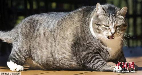 娱乐吃瓜酱胖猫,揭秘娱乐圈那些不为人知的幕后故事 第2张 娱乐吃瓜酱胖猫,揭秘娱乐圈那些不为人知的幕后故事 第2张