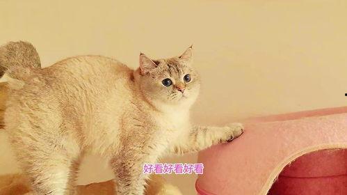 娱乐吃瓜酱胖猫,揭秘娱乐圈那些不为人知的幕后故事 第3张 娱乐吃瓜酱胖猫,揭秘娱乐圈那些不为人知的幕后故事 第3张