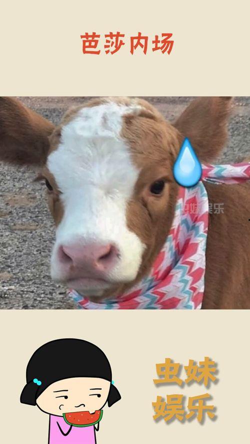 娱乐吃瓜酱小猫刀,揭秘娱乐圈背后的刀光剑影  第1张