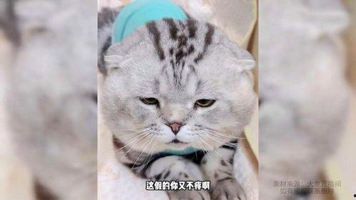 娱乐吃瓜酱小猫刀,揭秘娱乐圈背后的刀光剑影  第3张